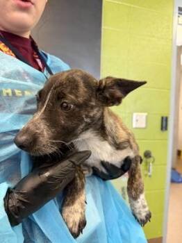 Burnt Toast -  Mixed Breed Dog for Adoption in Wichita, Kansas - Burnt Toast | PetCurious