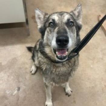 Rescue Shepherd Dogs for Adoption in Austin, Texas - Chloe | PetCurious