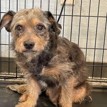 Terrier Dogs Available for Adoption in Port Charlotte, Florida - Kip | PetCurious