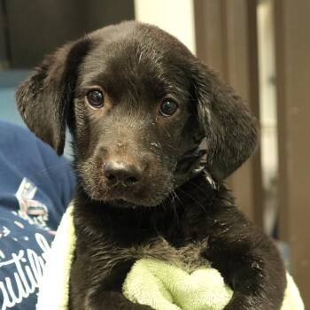 8-Ball -  Beagle and Shepherd Dog for Adoption in Allentown, Pennsylvania - 8-Ball | PetCurious