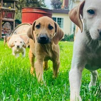 Muggs -  Treeing Walker Coonhound and Mixed Breed Dog for Adoption in Clinton, Wisconsin - Muggs | PetCurious
