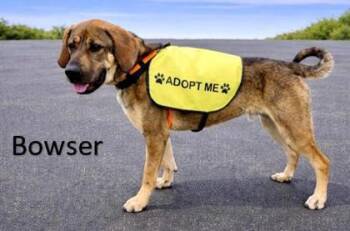 Bowser -  Bloodhound and Mixed Breed Dog for Adoption in Cincinnati, Ohio - Bowser | PetCurious