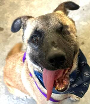 Rescue German Shepherd Dog Dogs for Adoption in Lake Forest, California - Evee - (CP)-Adopt Me | PetCurious