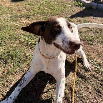 Sanford -  Pointer Dog for Adoption in Columbia, South Carolina - Sanford | PetCurious