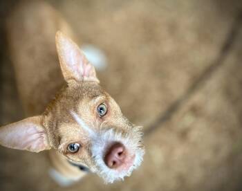 Rescue Jack Russell Terrier and Chihuahua Dogs for Adoption in Port Angeles, Washington - Little Clyde | PetCurious
