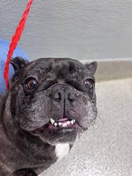 EDNA -  French Bulldog Dog for Adoption in Las Vegas, Nevada - EDNA | PetCurious