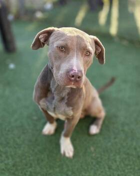 HORIZON -  Mixed Breed Dog for Adoption in Columbia, South Carolina - HORIZON | PetCurious