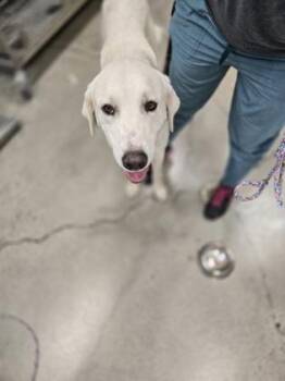 Bo -  Great Pyrenees Dog for Adoption in Sacramento, California - Bo | PetCurious