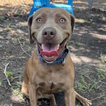 Mixed Breed Dogs Available for Adoption in Savannah, Georgia - Gaia Tallulah | PetCurious