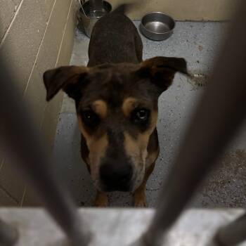 Rescue Mixed Breed Dogs for Adoption in Douglas, Arizona - (COD) Crush | PetCurious