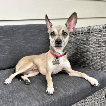 Talula -  Chihuahua Dog for Adoption in Avon, Ohio - Talula | PetCurious
