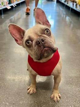 Rescue French Bulldog Dogs for Adoption in The Woodlands, Texas - DD (Coming Soon) | PetCurious