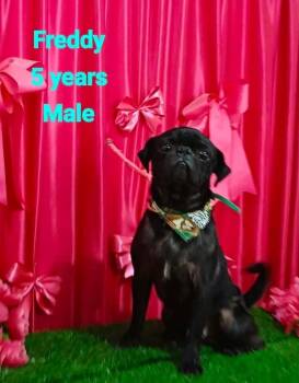 Freddy -  Pug and Mixed Breed Dog for Adoption in Durango, Colorado - Freddy | PetCurious