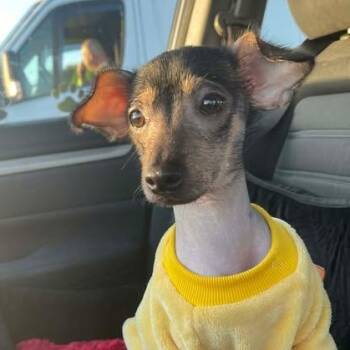 Xoloitzcuintli Mexican Hairless Dogs Available for Adoption in Cupertino, California - MAYA 7 Months 11 Lbs | PetCurious