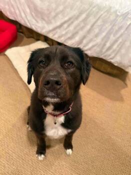 Kai -  Mixed Breed Dog for Adoption in Wayne, New Jersey - Kai | PetCurious
