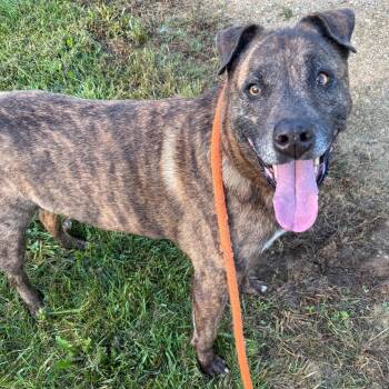 Rudy -  Pit Bull Terrier Dog for Adoption in Benton Harbor, Michigan - Rudy | PetCurious