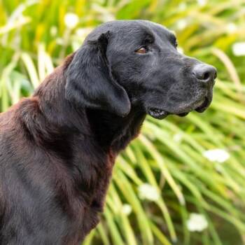 DR. ROBBY -  Labrador Retriever Dog for Adoption in Camarillo, California - DR. ROBBY | PetCurious