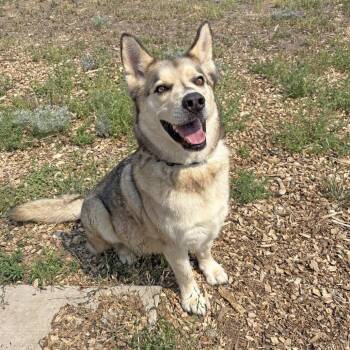 Wally -  Husky and Mixed Breed Dog for Adoption in Hailey, Idaho - Wally | PetCurious