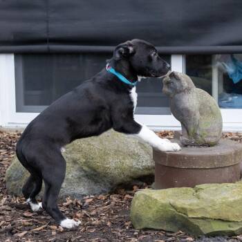 Labrador Retriever Dogs Available for Adoption - Raymond Holt | PetCurious