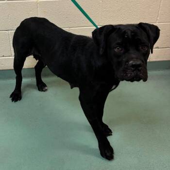 Mazda -  Mixed Breed Dog for Adoption in Memphis, Tennessee - Mazda | PetCurious
