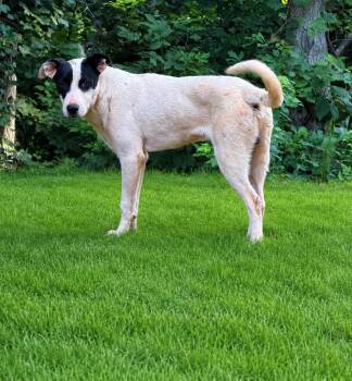 Chance -  Anatolian Shepherd Dog for Adoption in Holly Springs, Mississippi - Chance | PetCurious