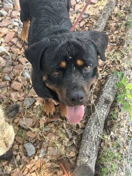 A137136 -  Rottweiler Dog for Adoption in Palmetto, Florida - A137136 | PetCurious