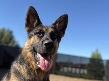 Mikey -  German Shepherd Dog Dog for Adoption in Portland, Oregon - Mikey | PetCurious
