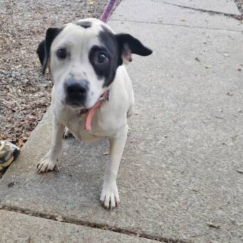 TNGC-Stray-1408 -  Mixed Breed Dog for Adoption in Pulaski, Tennessee - TNGC-Stray-1408 | PetCurious