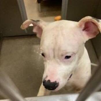 YORK-Stray-16190_2 -  Pit Bull Terrier Dog for Adoption in York, Pennsylvania - YORK-Stray-16190_2 | PetCurious