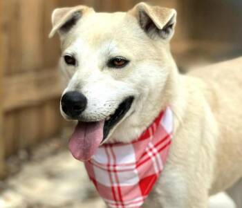 Rescue Yellow Labrador Retriever and Shepherd Dogs for Adoption in Hondo, Texas - Tito - From Wounds To Wags! His Neck And Heart Have Finally Heal | PetCurious