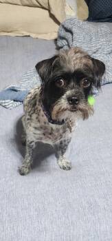 Terrier and Cattle Dog Dogs Available for Adoption in Pumpkin Center, California - Bolt | PetCurious