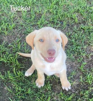 Labrador Retriever and Golden Retriever Dogs Available for Adoption in Glocester, Rhode Island - Tucker | PetCurious