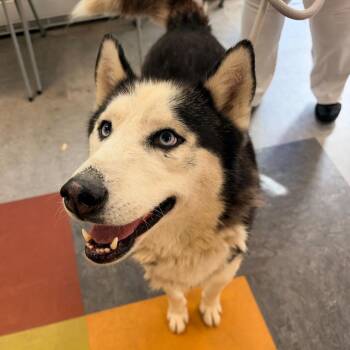 Thunder -  Husky Dog for Adoption in Philadelphia, Pennsylvania - Thunder | PetCurious