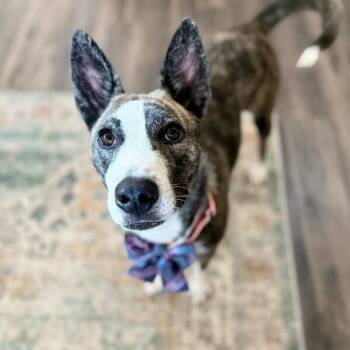 Husky and Cattle Dog Dogs Available for Adoption - Nira K Pop Homebody | PetCurious