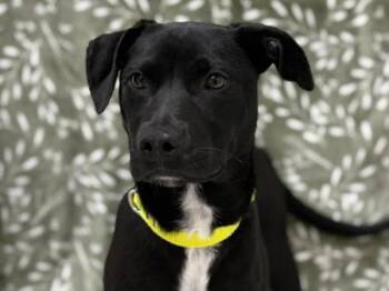 Labrador Retriever and Border Collie Dogs Available for Adoption in Portland, Oregon - Denny | PetCurious
