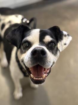 Bulldog Dogs Available for Adoption - Mabel | PetCurious