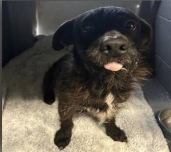 Terrier and Mixed Breed Dogs Available for Adoption in Daytona Beach, Florida - Tully - 1 | PetCurious