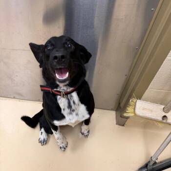 Toby -  Mixed Breed Dog for Adoption in Winston-salem, North Carolina - Toby | PetCurious