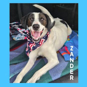Zander -  English Pointer and Hound Dog for Adoption in Mokena, Illinois - Zander | PetCurious