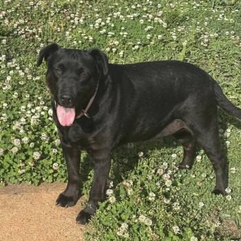 Star -  Black Labrador Retriever Dog for Adoption in Shelby, North Carolina - Star | PetCurious