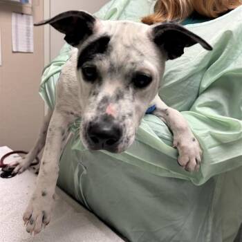 Elsa -  Australian Cattle Dog Blue Heeler Dog for Adoption in Tempe, Arizona - Elsa | PetCurious