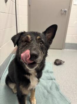HARLEY -  German Shepherd Dog and Mixed Breed Dog for Adoption in Indianapolis, Indiana - HARLEY | PetCurious