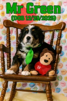 Bernese Mountain Dog Dogs Available for Sale - Mr. Green | PetCurious
