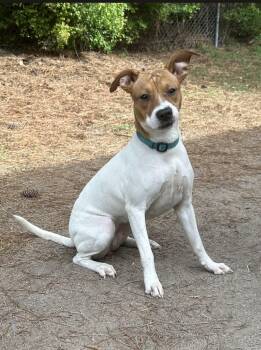 Jack Russell Terrier and American Staffordshire Terrier Dogs Available for Adoption in Ferndale, Washington - Aaliyah | PetCurious