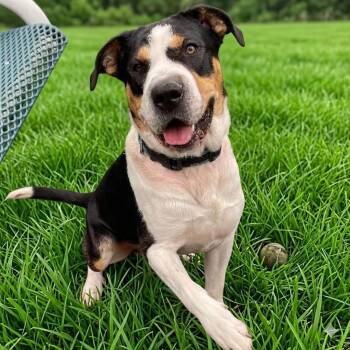 Ludo -  Cattle Dog and Rottweiler Dog for Adoption in South Elgin, Illinois - Ludo | PetCurious