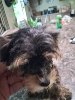 Girl -  Yorkshire Terrier Dog for Sale in Colton, New York - Girl | PetCurious