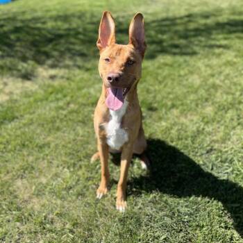 Mixed Breed Dogs Available for Adoption in Spokane, Washington - Draco | PetCurious