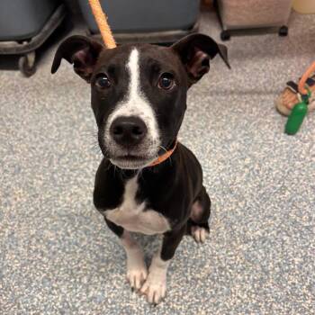 Jasper -  Pit Bull Terrier Dog for Adoption in Stillwater, Oklahoma - Jasper | PetCurious