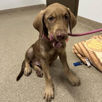 Michelangelo -  Labrador Retriever and Mixed Breed Dog for Adoption in League City, Texas - Michelangelo | PetCurious
