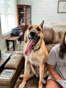 Calhoun English -  German Shepherd Dog and Mixed Breed Dog for Adoption in Friendswood, Texas - Calhoun English | PetCurious